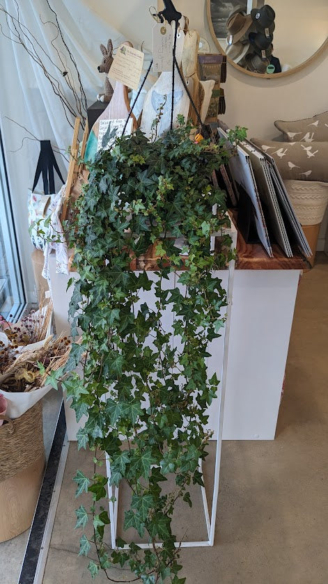 Advanced Hanging Plant English Ivy - locally grown. CLICK AND COLLECT FROM ULLADULLA