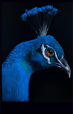A Splash of Blue (Peacock Canvas) by Kath Unsworth, South Coast Artist