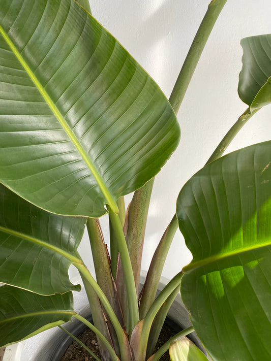 Plant Giant Bird of Paradise (Strelitzia nicolai) 300mm